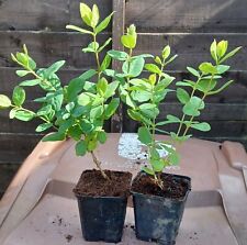 Honeyberry fruit bush for sale  WAKEFIELD