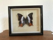 Vintage genuine butterfly d'occasion  Expédié en Belgium