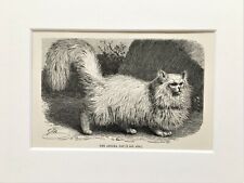 ANGORA CAT Animal Print - 1893 Montada Gravura Antiga em Preto e Branco comprar usado  Enviando para Brazil