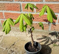 Rosskastanie pre bonsai gebraucht kaufen  Uetersen