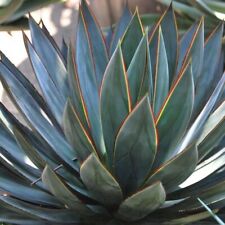 Agave blue glow for sale  Inglewood