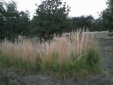 Feather reed grass for sale  Shasta Lake