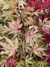 Japanese maple strawberry for sale  Mount Angel