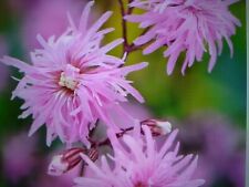 Lychnis flos caclui for sale  PENRITH