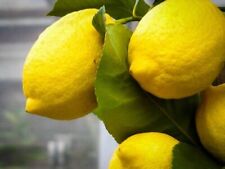 Meyer lemon seeds for sale  Myerstown