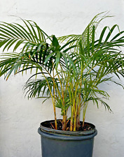 Tropical areca butterfly for sale  Melbourne