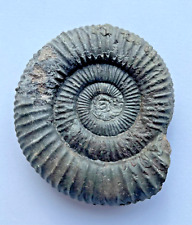 Ammonite fossil dactylioceras for sale  BUXTON