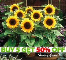 Sunspot dwarf sunflower for sale  DONCASTER
