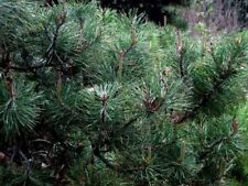 Pinus contorta var. for sale  Silverton