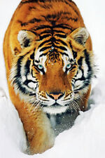 Tiger poster schnee gebraucht kaufen  Versand nach Germany