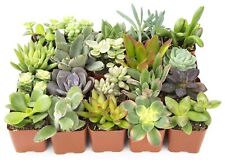 Succulent plants fully for sale  Brentwood