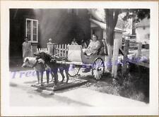 1920s Woman in English Mastiff/Bullmastiff Dog Drawn Carriage Buggy Cart Photo for sale  Shipping to United Kingdom