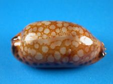 Cypraea scurra dark for sale  Kapolei