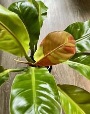 Philodendron yellow flame for sale  Mandeville