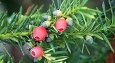 English yew tree for sale  TRURO
