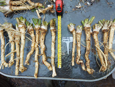 Large long horseradish for sale  WISBECH