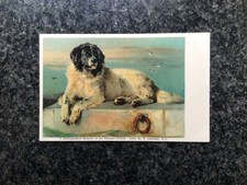 pyrenean mountain dog for sale pyrenean mountain dog for sale GLASGOW