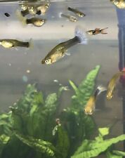 female guppies for sale  Hickory