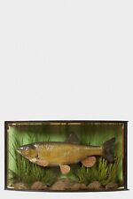 Taxidermy antique cased for sale  STOCKTON-ON-TEES
