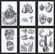 6ripincisioni anatomia organi usato  Italia