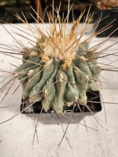 Thelocactus rinconensis large for sale  Sanger
