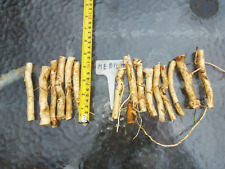 Medium horseradish roots for sale  WISBECH