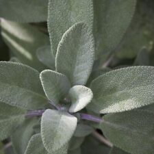 Organic herb plug for sale  CHELMSFORD