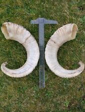 Ram sheep horn for sale  ISLE OF SKYE