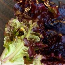 Red romaine lettuce d'occasion  Expédié en Belgium