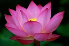 Nelumbo nucifera lotus d'occasion  Expédié en France