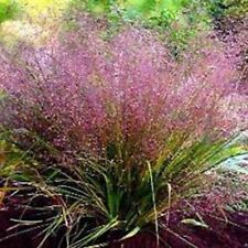 Love Grass- Purple-(Eragrostis Spectabilis)- 25 Seeds- BOGO 50% off SALE for sale  Shipping to South Africa