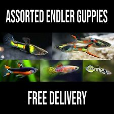 1pcs Assorted Endler Guppies baby 4–7mm (guppy tropical fish), free delivery for sale  LUTON
