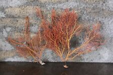 Gorgogne coral red d'occasion  Expédié en Belgium
