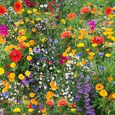 Wild flower meadow for sale  UK