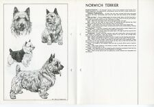 Norwich terrier 1978 for sale  COLEFORD