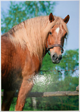 Pferde postkarte tschechien gebraucht kaufen  Langen