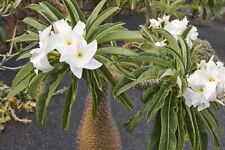 Pachypodium lamerei madagascan for sale  SOUTHAMPTON