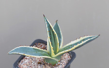 Agave americana marginata for sale  WALTON ON THE NAZE