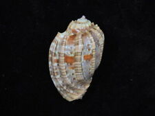 Sea shell Harpa harpa 56.6mm ID#6781 for sale  Shipping to South Africa