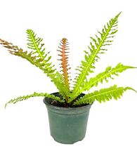 Brazilian tree fern for sale  USA
