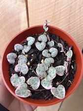 4” Variegated String of Hearts - Ceropegia woodii  succulent plants for sale  Shipping to South Africa
