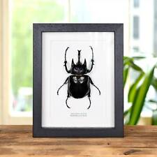 Black rhinoceros beetle for sale  UK