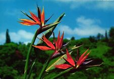 Postcard Strelitzia Reginae, Bird of Paradise flower. South Africa native plant. for sale  Shipping to South Africa