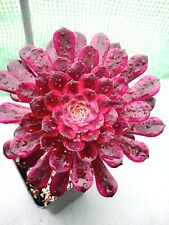 Aeonium red king for sale  BIRCHINGTON