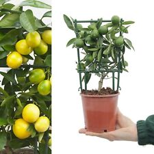 Citrus limequat tree for sale  GLASGOW
