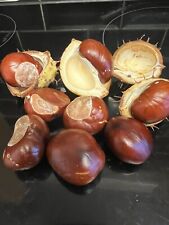 100 conkers horse for sale  WOLVERHAMPTON