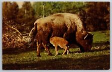 Animals wyoming bison for sale  Newton
