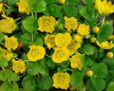 Creeping jenny inc for sale  ILFORD