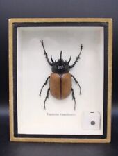 taxidermy beetle for sale  LEEDS