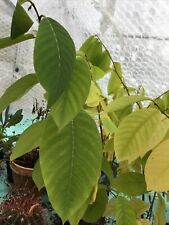 Guanabana GRAVIOLA ANNONA MURICATA 15 Semillas frescas orgánico viable + Regalo Gratis!!! segunda mano  Embacar hacia Spain